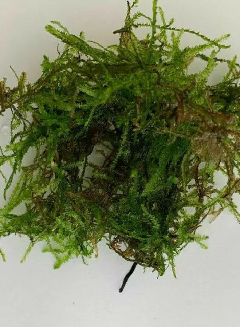 Christmas Moss 10g Live Tropical Aquarium Pond Plant Vivariums LIVE