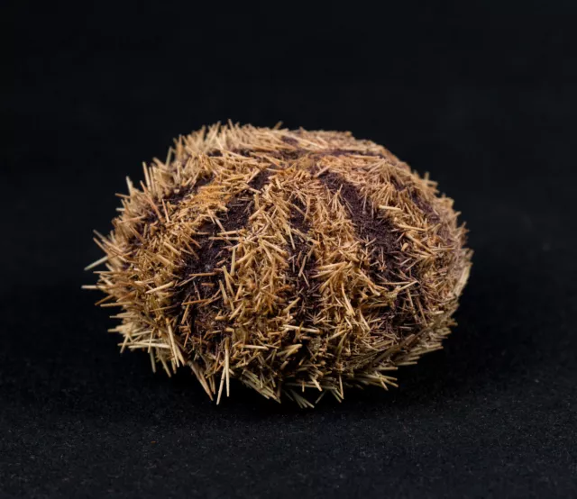 Seeigel, Sea urchin Tripneustes gratilla, Toxopneustidae  80mm. Philippinen