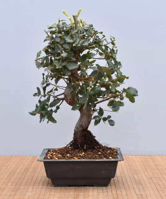 Bonsai Mediterran, Korkeiche (Quercus suber) 24038 | Bonsai-Garten-Müller