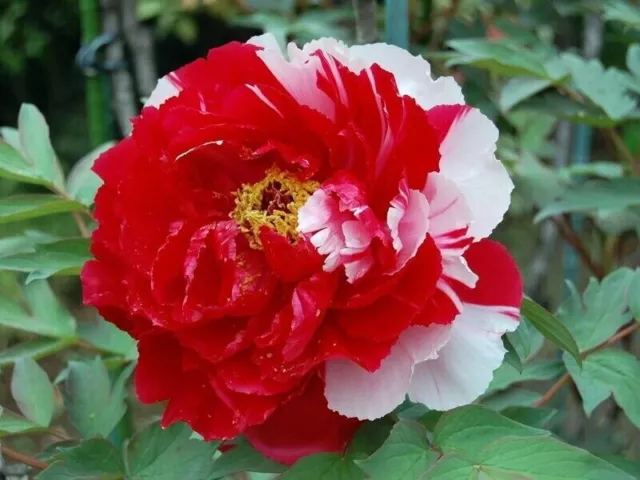 'Er Qiao' Graines de fleurs de pivoine rouge foncé blanc héritage belle...