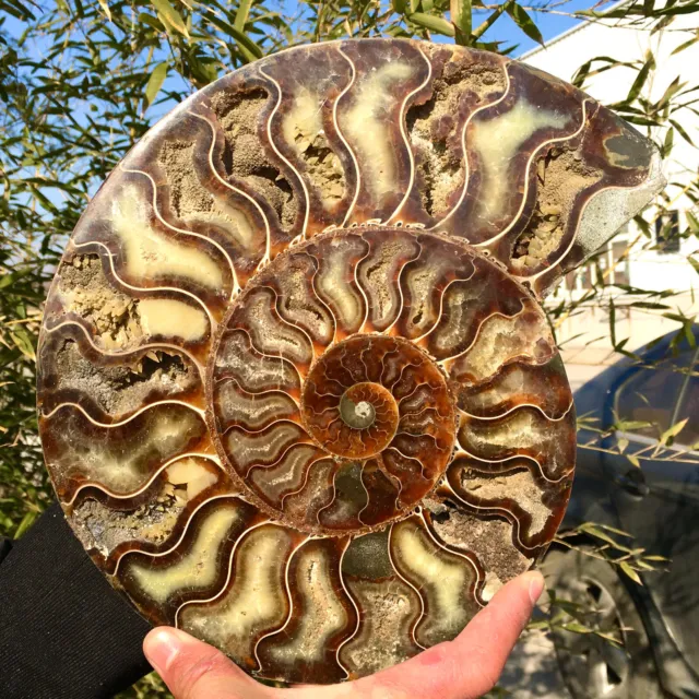 3.8LB Rare! Natural Tentacle Ammonite FossilSpecimen Shell Healing Madagascar