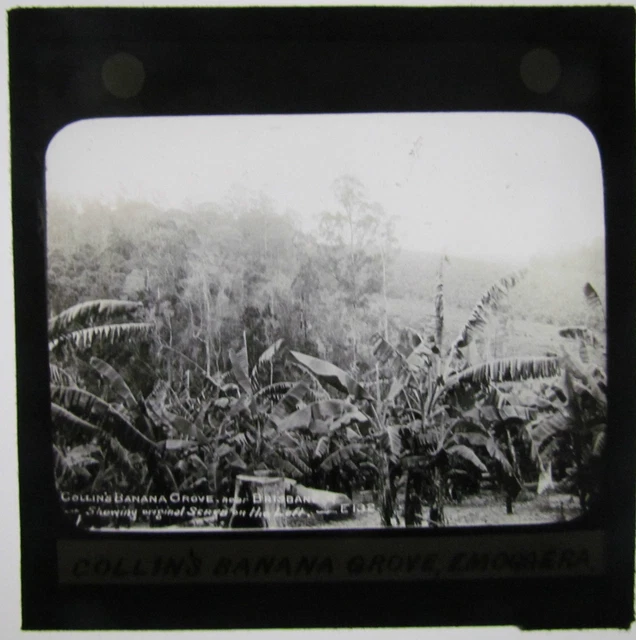 Magic lantern slide COLLINS BANANA GROVE EMOGGERA BRISBANE C1890 AUSTRALIA