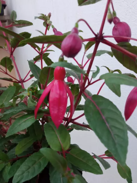 Fuchsia bella Planta con raiz Ø10 cm Flores de color surtidas Pendiente de reina 2