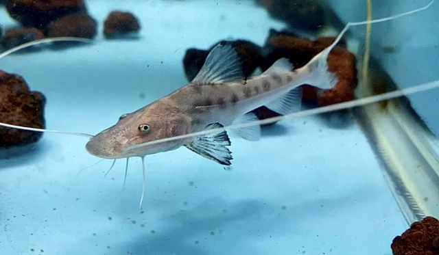 True Piraiba Catfish / Brachyplatystoma filamentosum - Live Freshwater Fish