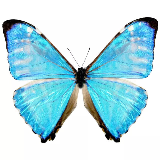 Morpho zephyritis ONE REAL BUTTERFLY BLUE UNMOUNTED WINGS CLOSED