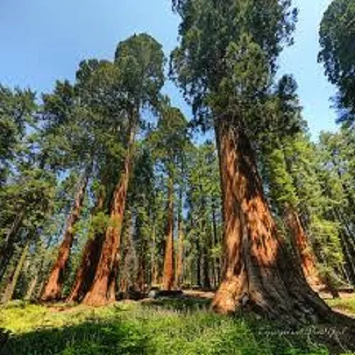 Sequoiadendron Giganteum Giant Sequoia Redwood tree seeds 30 to 1000 Seeds