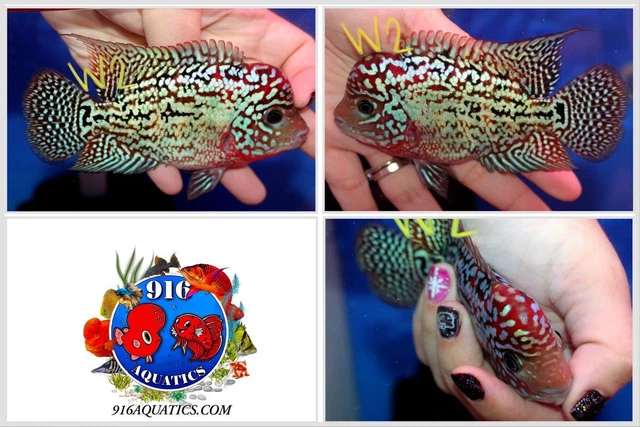3.5 Inch King Kamfa Live Flowerhorn #W2