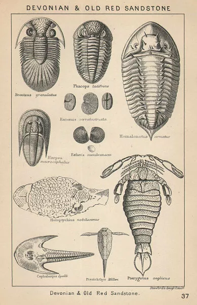 BRITISH FOSSILS. Devonian & Old Red Sandstone. STANFORD 1907 antique print