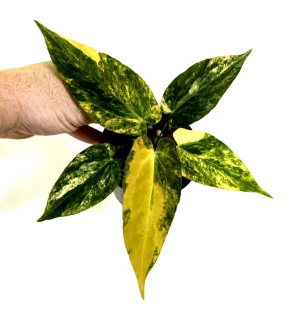 Anthurium forgetii X papillilaminum Variegated dark, oranges and yellows! #52