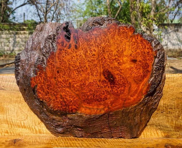 Mesa dorada AMBYNA BURL MADERA borde vivo hágalo usted mismo resina epoxi losa natural madera