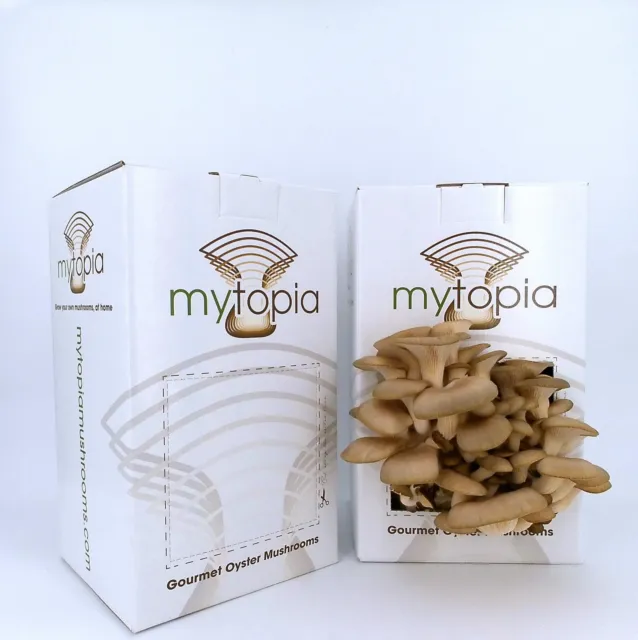 Mushroom Grow Kit - Fully colonised and ready to fruit