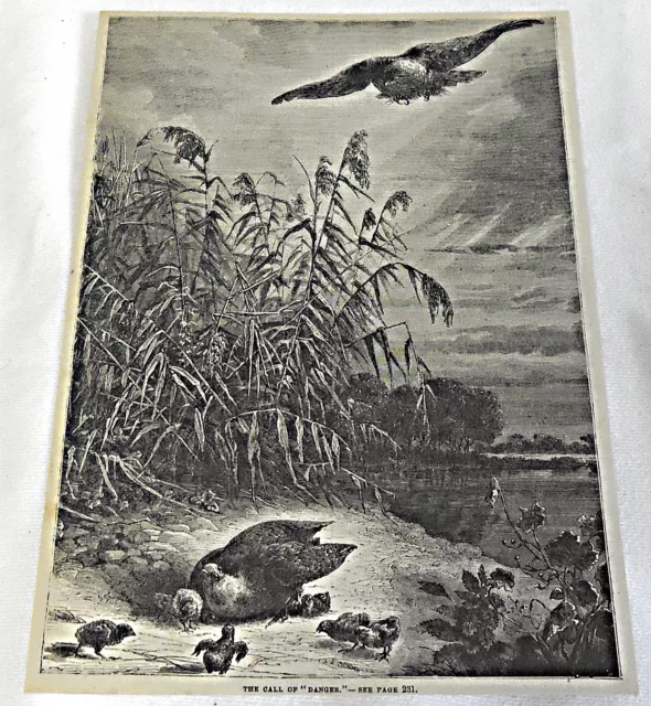 1882 magazine engraving ~ THE CALL OF DANGER ~ Hawk swoops down on baby birds