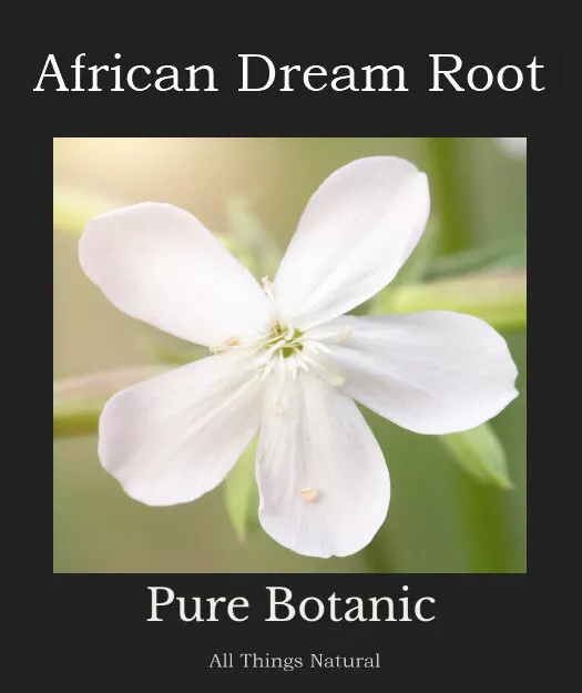 Silene undulata AFRICAN DREAM ROOT Plant 50mm Pot SACRED PLANT VIVID DREAMS