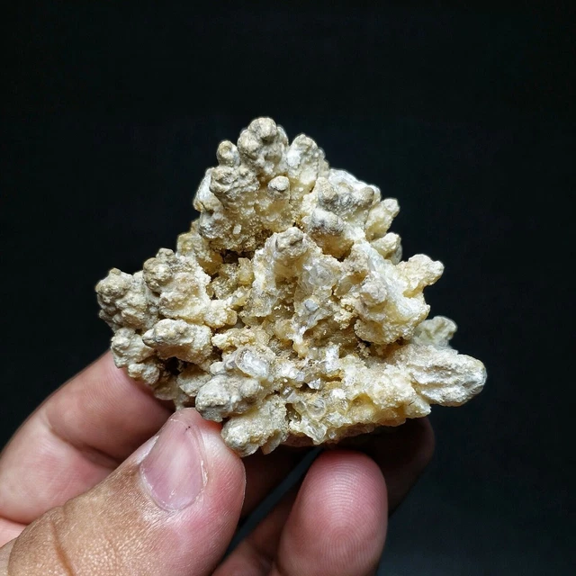 Natürliches echtes weißes Korallenriff-Exemplar, Aquarium-Handwerk,...