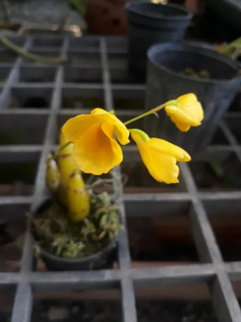 Dendrobium capillipes Orchid plant species miniature + CITES PHYTO Certificate