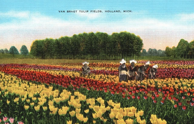 Van Bragt Tulip Fields Colorful Farm Holland Michigan MI Vintage Postcard c1930