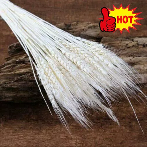 25pcs Stems Dried Wheat/rye Bunch Wedding Flowers Arranging GIFT Christmas X7J9