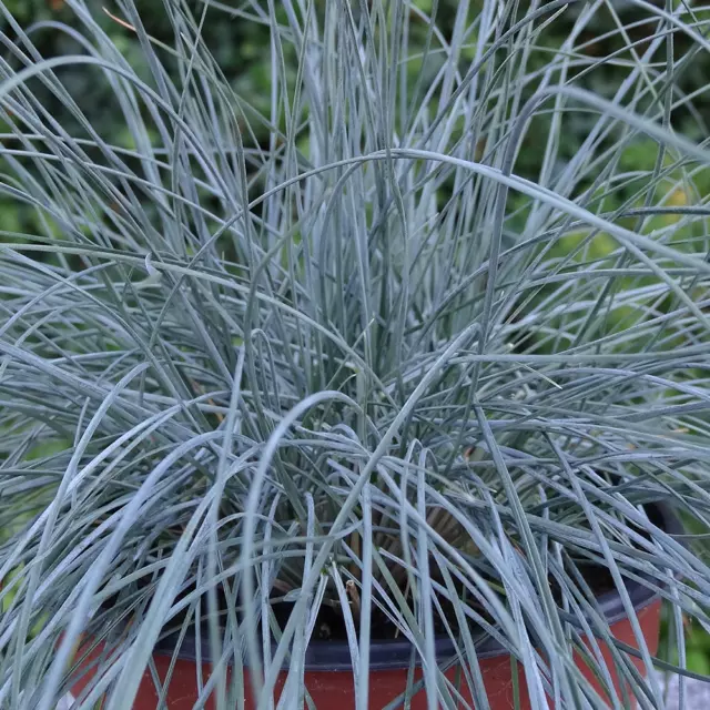 Festuca Glauca Elijah Blue - 3 Plants - Evergreen Outdoor Grasses In 9cm Pot 3