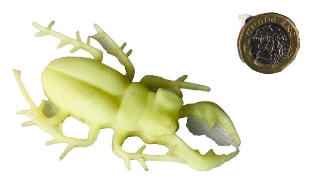 標本 Australia Calodema regale regale 41mm Australia Calodema regale regale 41mm Australia Calodema