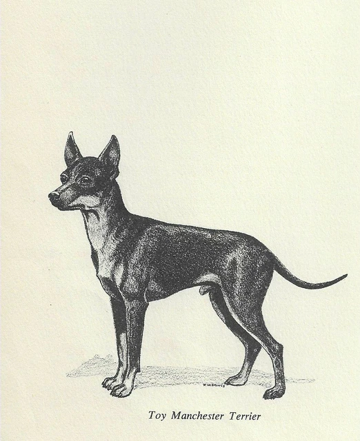 Manchester Terrier - CUSTOM MATTED - 1964 F.W. Davis - Vintage Dog Art Print
