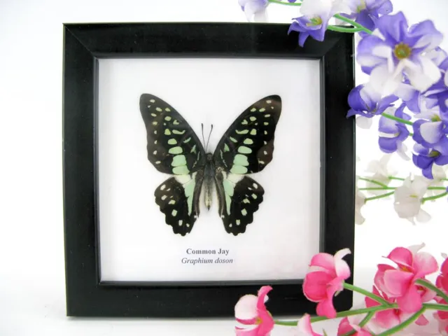 Common Jay - beautiful real butterfly prepared - framed- museum quality