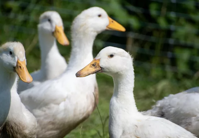 6+ Jumbo Super Laying Jumbo Pekin Duck fertile hatching eggs