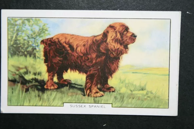 SUSSEX SPANIEL   Original 1930's Vintage Coloured Card