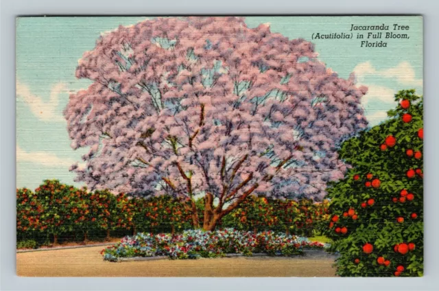 Miami Beach FL Postmark Full Bloom Jacaranda Tree Florida c1956 Vintage Postcard