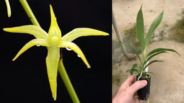 RON Orchid Angraecum Angcm. calceolus SPECIES 50mm Pot VERY RARE FLOWERING SIZE