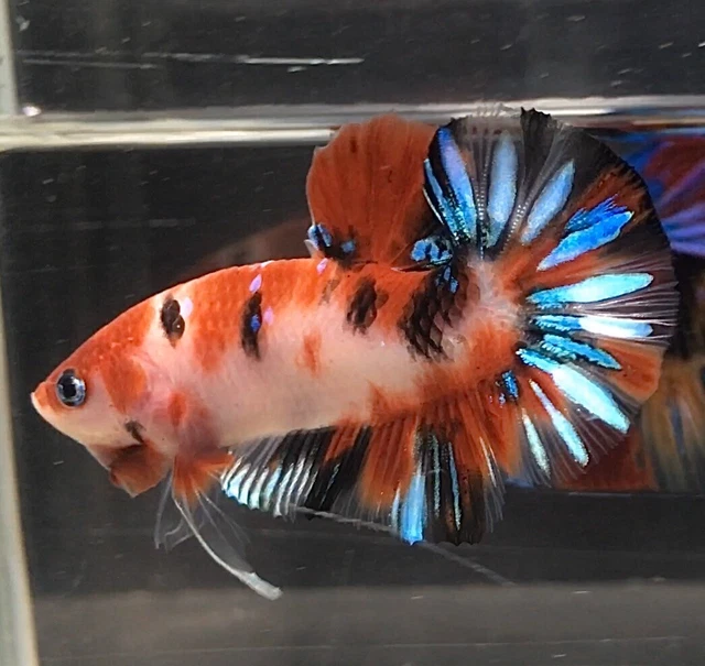 Live Betta Fish : HMPK Red Koi Galaxy Male Quality Grade From Thailand