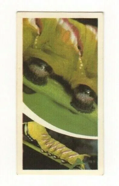 Brooke Bond Microscopic Images 1981 Caterpillar