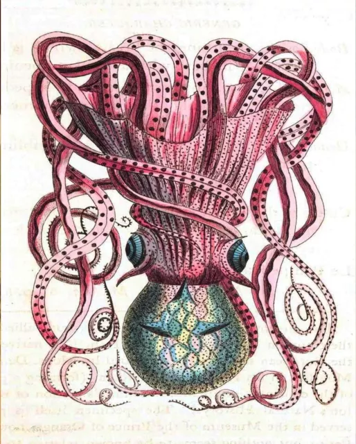 Vintage Octopus illustration -art reprint metal retro sign vintage sign tin