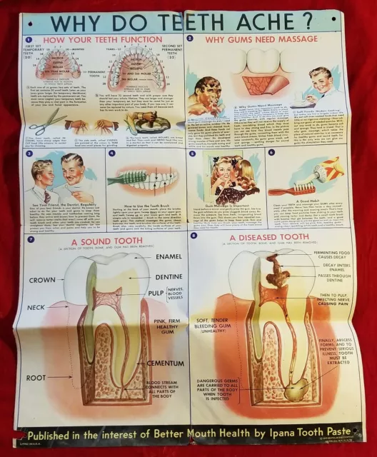 1949 HYGIENE TOOTH ANATOMY POSTER Medical Science 40s VTG Illustration IPANA Ad