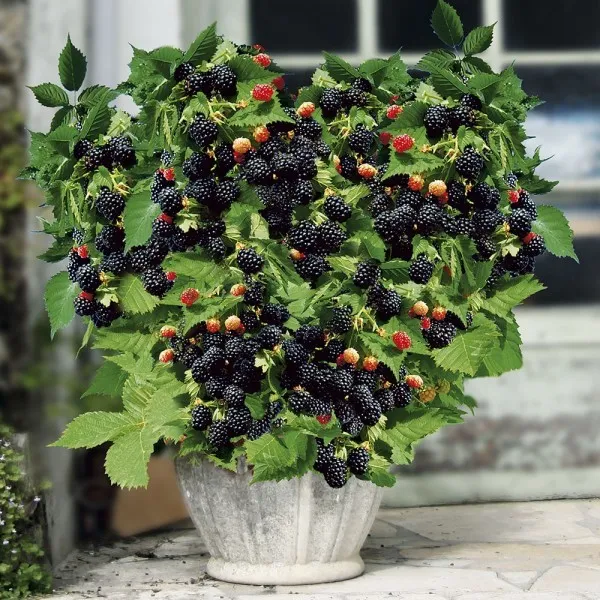The beautiful Dwarf Blackberry var.´Little Black Prince´-   10 fresh seeds