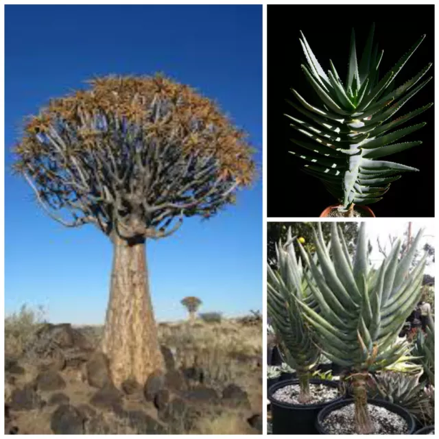 10 graines aloe dichotoma, plantes grasses, cactus,seed succulents F