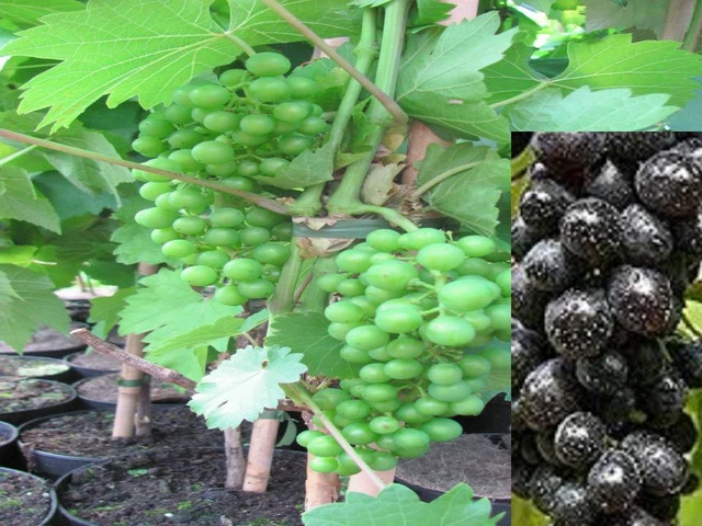 Vitis vinifera Centuri kernlos Weinrebe Tafeltraube Wein Weintraube Winzersorte