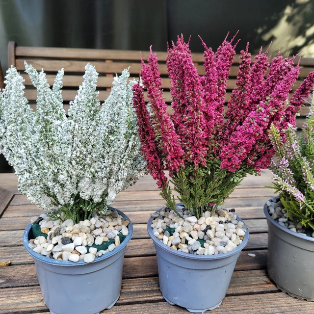CALLUNA ERIKA SCHNEEHEIDE 28 cm Busch Strauch Kunstpflanze Wetterfest  Knstliche EUR 8,95 - PicClick DE