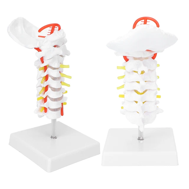 CERVICAL MODEL ARTERIA Spine Spinal Nerves Anatomical Model TDM £16.55 ...
