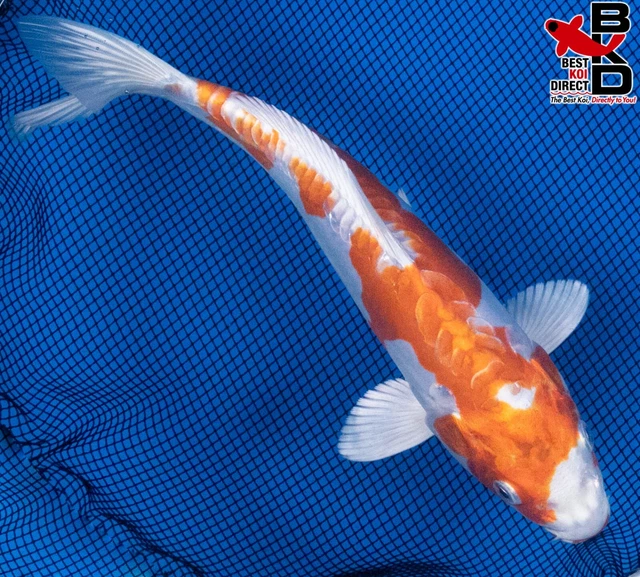 10" KIKUSUI Live Koi Fish Garden Pond Fin BKD T8