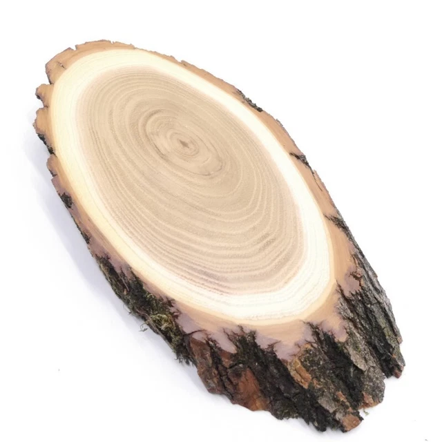 Escudo de Trofeo Acacia Af 15 CM Muy Pequeño Corzo Cornamenta Baumscheibe 3