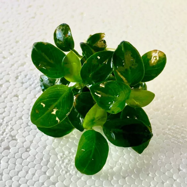 Anubias Nana Petite BUY 2 GET 1 FREE Live Plants Fish Tank Aquarium