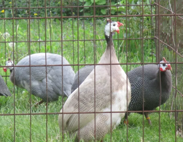 6+ Guinea Fowl Fertile Hatching Eggs. Fancy colored flock Buff Dundotte Rooster