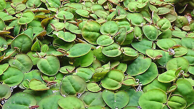 Red Root Floater Phyllanthus Fluitans  -  Aquatic Live Plants  SUPER PRICE!!!!!!