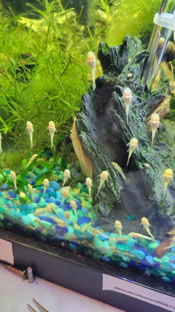 [LOCAL PICKUP] 3x Albino Bristlenose Pleco Fry Pink Eyes Algae Eater 0.5-1.5 In
