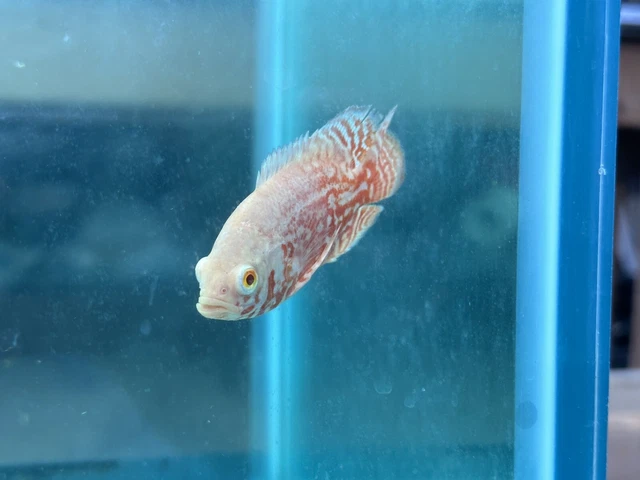 Albino Super Red Oscar 3"+ live fish Free shipping