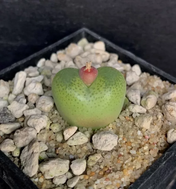 Conophytum subfenestratum Grootgraafwater cruz 1