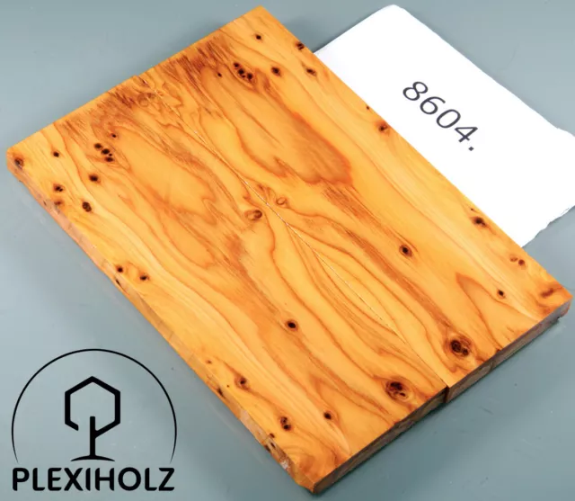 Thuja measles handle shells stabilized | 120x40x8 | plexi wood | burl scales |8604