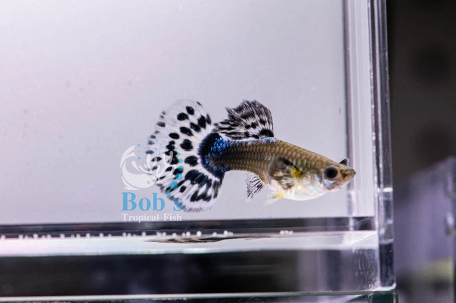 Premium Guppy - Purple Mosaic - 1 Pair: Male and Female. Ship from LA, CA