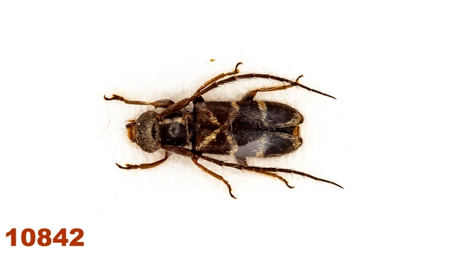 Cerambycidae: Lamiinae sp.  A1, 6,5 mm, 1 pc