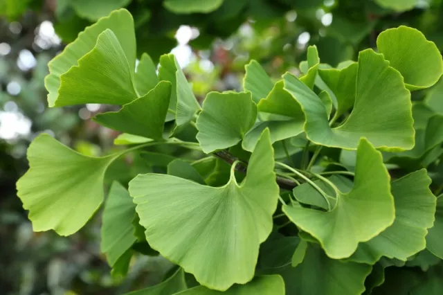 Ginkgo biloba Fächerbaum - 10 Samen